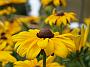 Rudbeckia hirta Toto Lemon